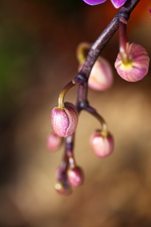 Orchid Buds